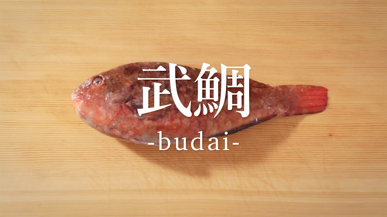 武鯛（ぶだい）のさばき方 - How to filet White-spotted Parrotfish -｜日本さばけるプロジェクト（海と日本プロジェクト）