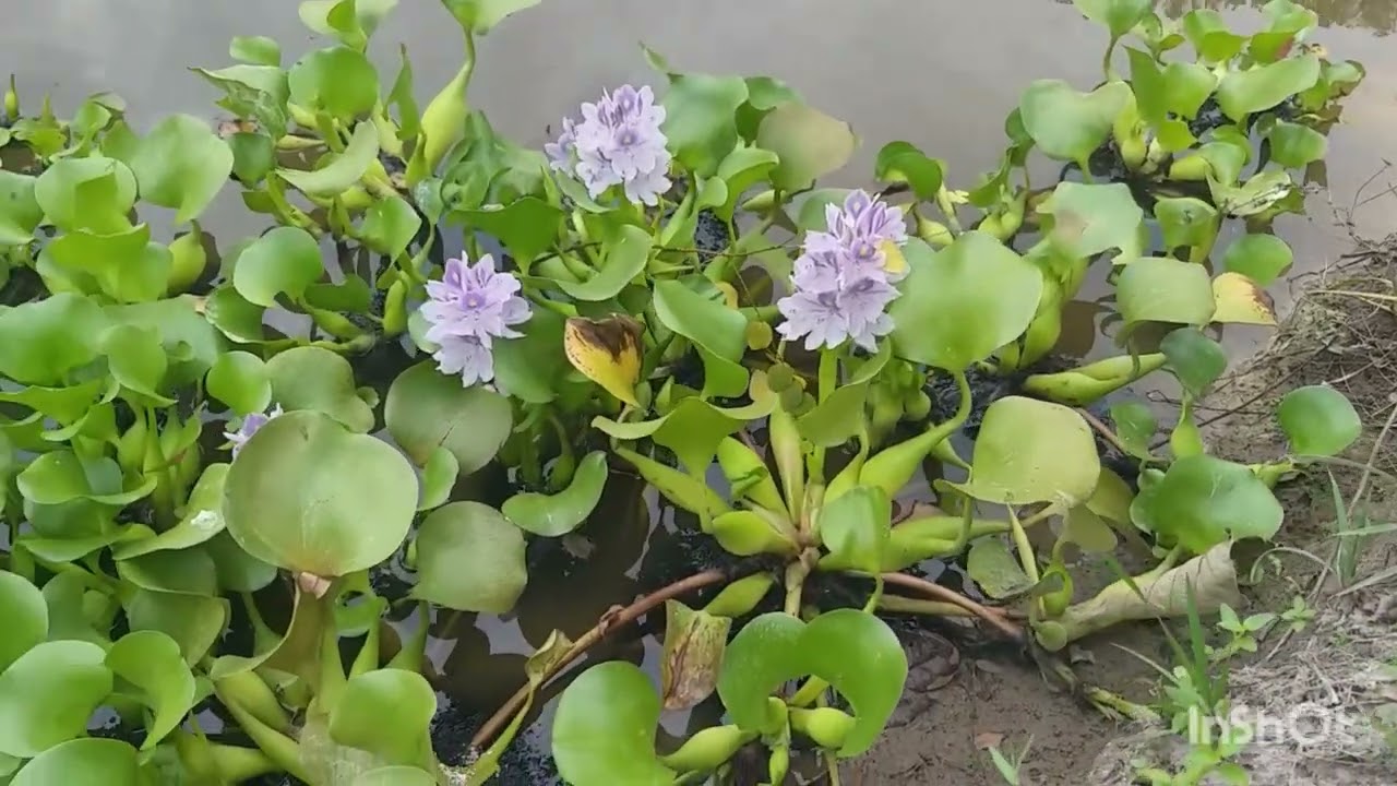 ÁGUAPE!! ALEM DE SERVIR COMO ALIMENTO PARA PEIXES, TAMBÉM É DECORATIVA!!