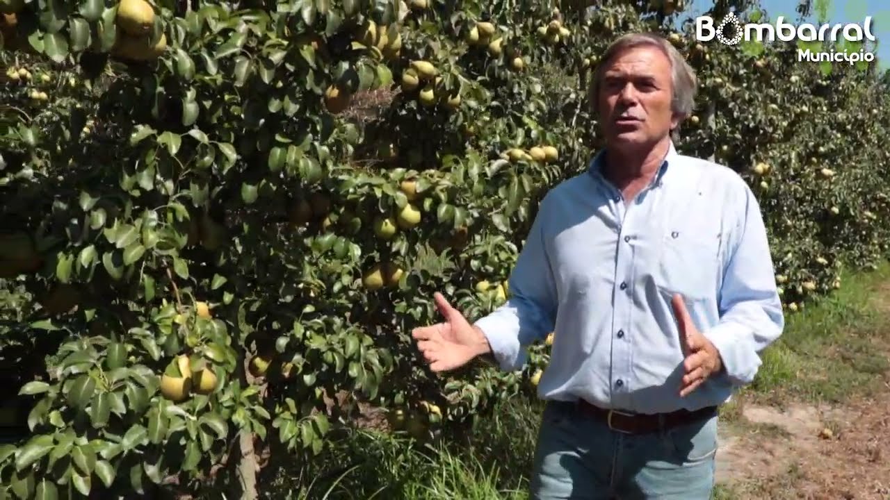 Festival do Vinho e Feira da Pera Rocha - Produção de Pera Rocha