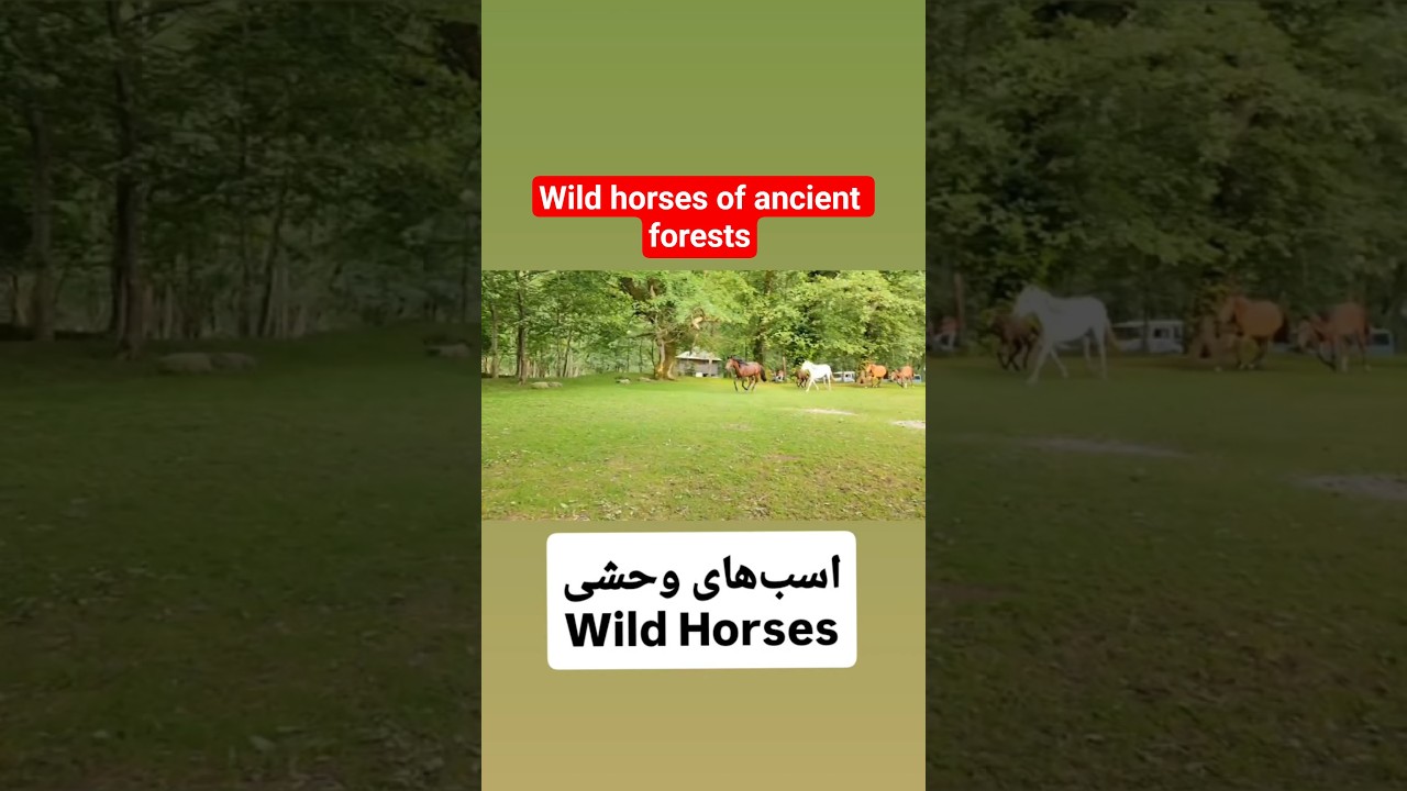 اسب‌های رام نشده |Untamed ،Horses