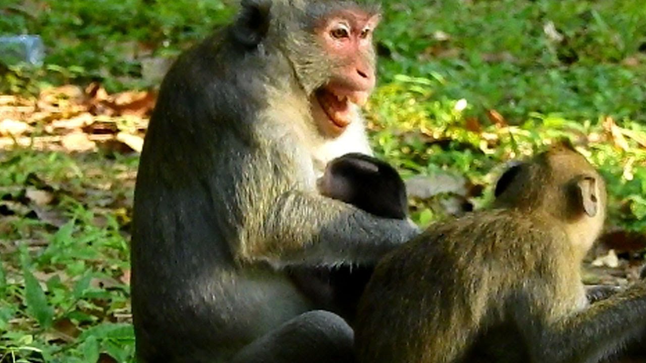 mom Jane screams loudly in painful Cos baby Jazzy bites hard her nipple