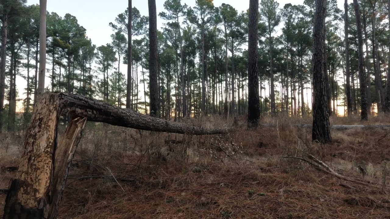Forest Sounds | Morning | Black Creek Lake