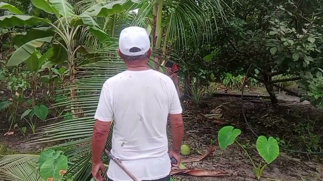 KAMI DUAI AKI ATOI NGUPAK KELAPA.