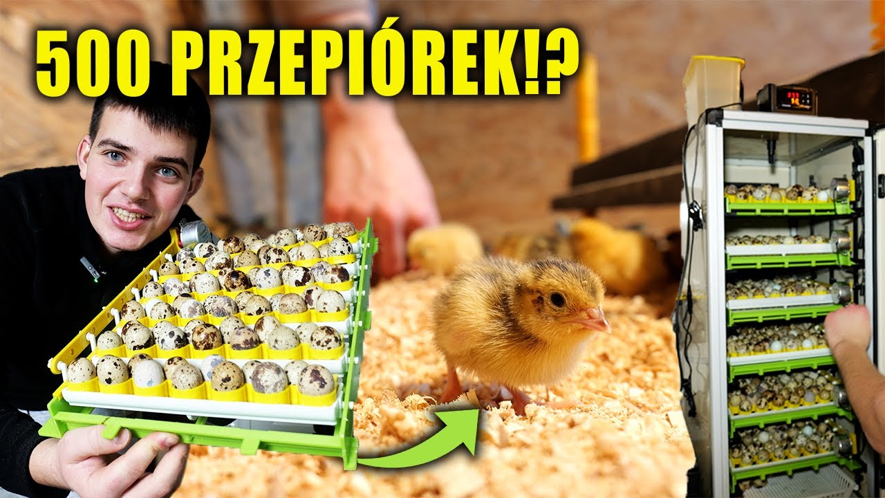 KLUCIE 500 PRZEPIÓREK! To była tajemnica...