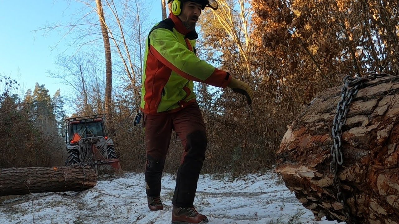 Вырубка грубых сосен, Оригинальная работа на субботу, Stihl ms 462, Amles, Zetor, Работа в лесу