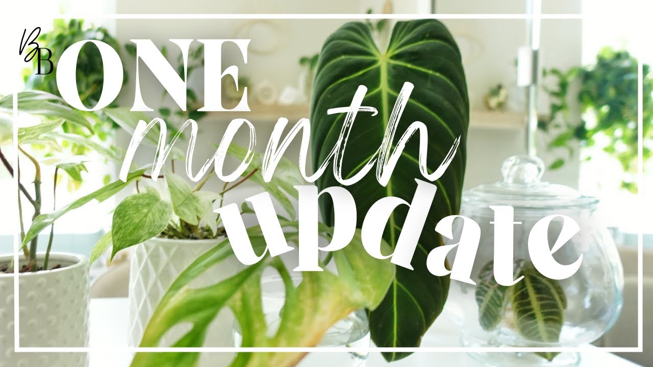 Imported House Plants ONE MONTH Ago - Here's What Happened | Rare Plant Import Update + Repot