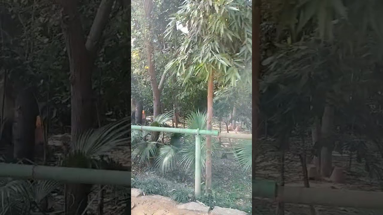 #love#nature#natural#sdsvlog#sds#vlog #park#dda#viralvideos#delhi#ncr#vlogs#love #garden#vlogger 