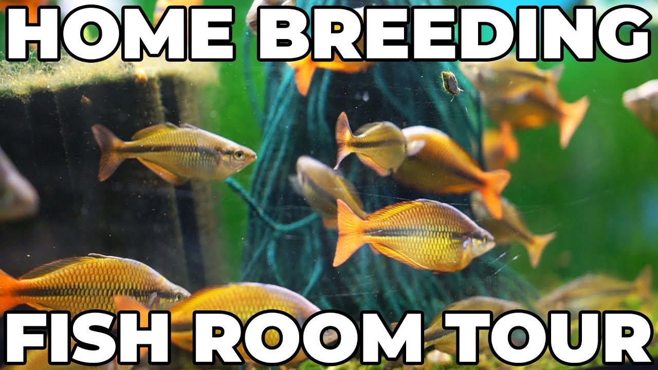 Home Fish Room Tour! Gary Lange Rainbowfish, Angelfish, and Betta Breeding