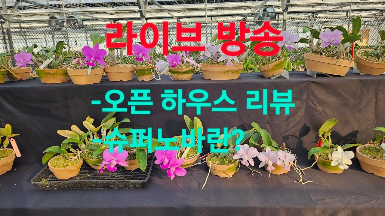 화성난농원 라이브 방송-노빌리어 슈퍼노바 이야기 외