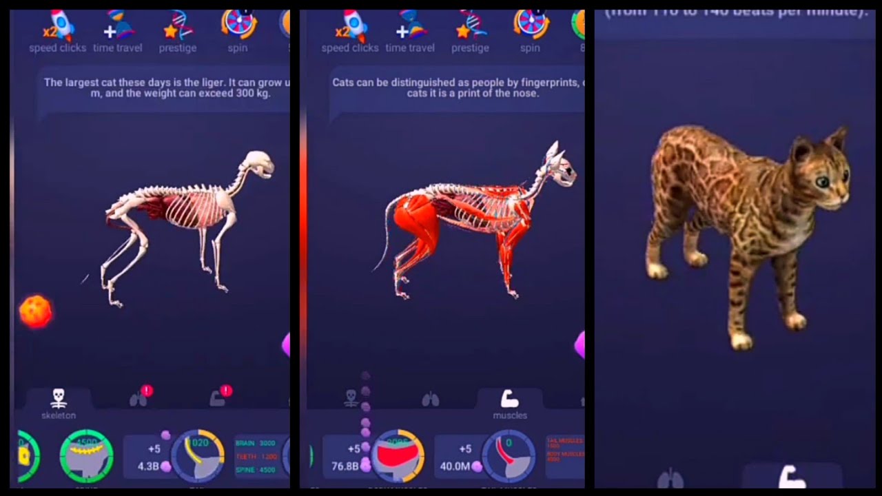 Max Level Idle Pet Cat Evolution ----Idle Pet Cat Evolution