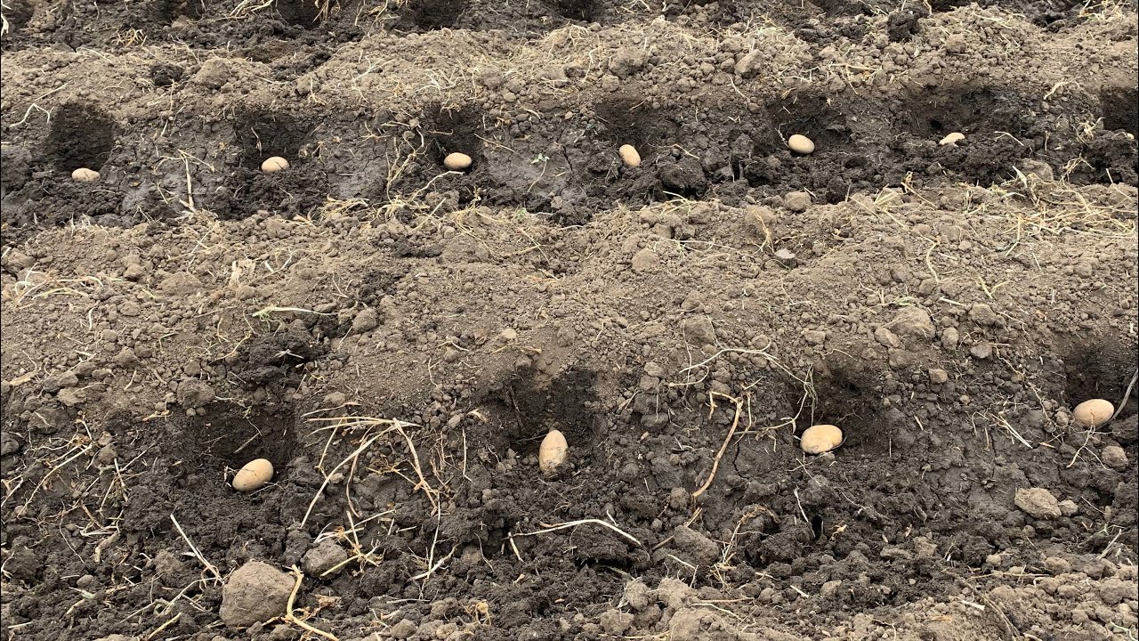 Qual compasso devo usar para plantar batata?