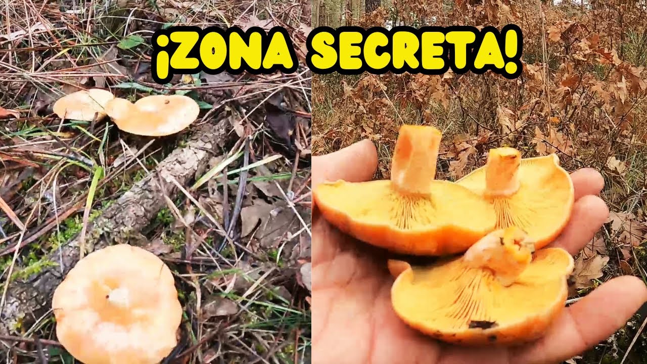 ¡Hemos encontrado EL PUNTO secreto de los NÍSCALOS!
