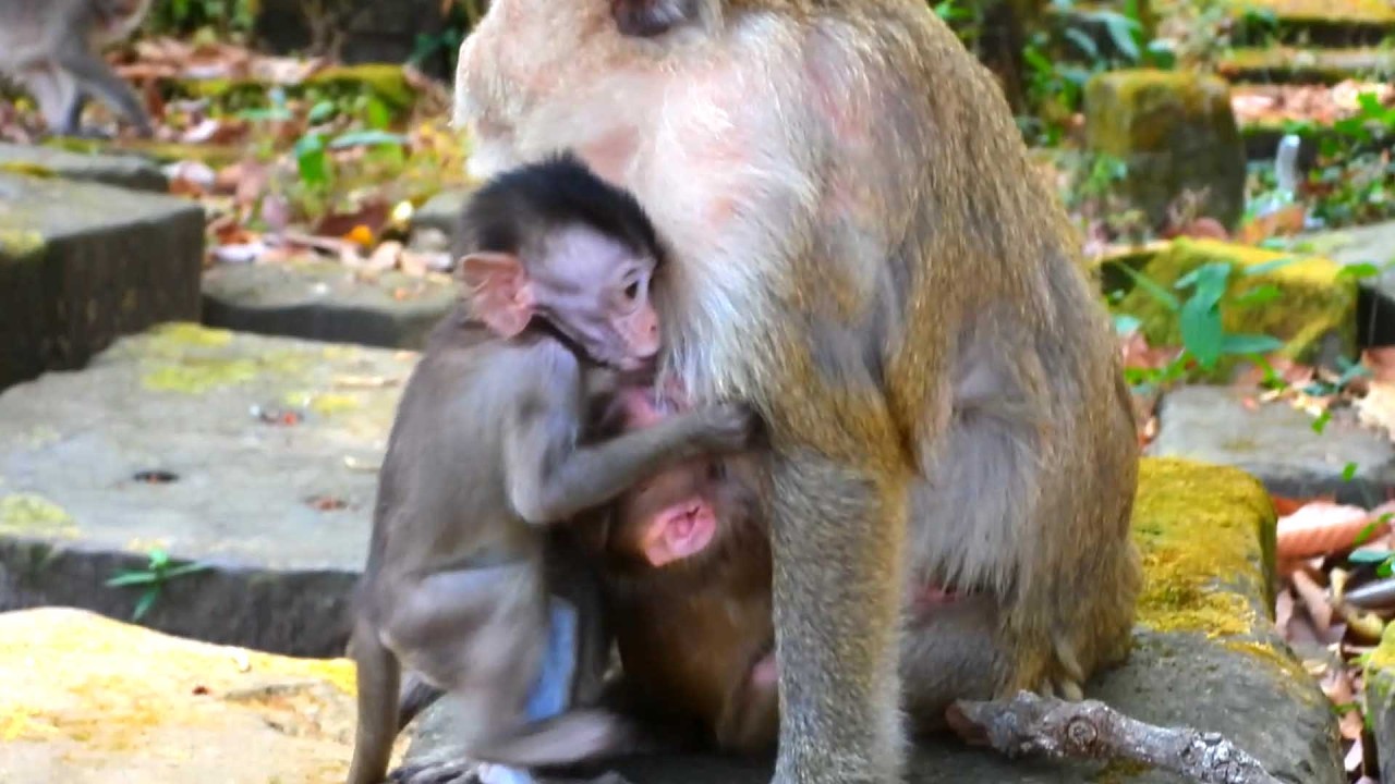 Lovely Sweet baby, A Kind Friend Comes to Hug Boris