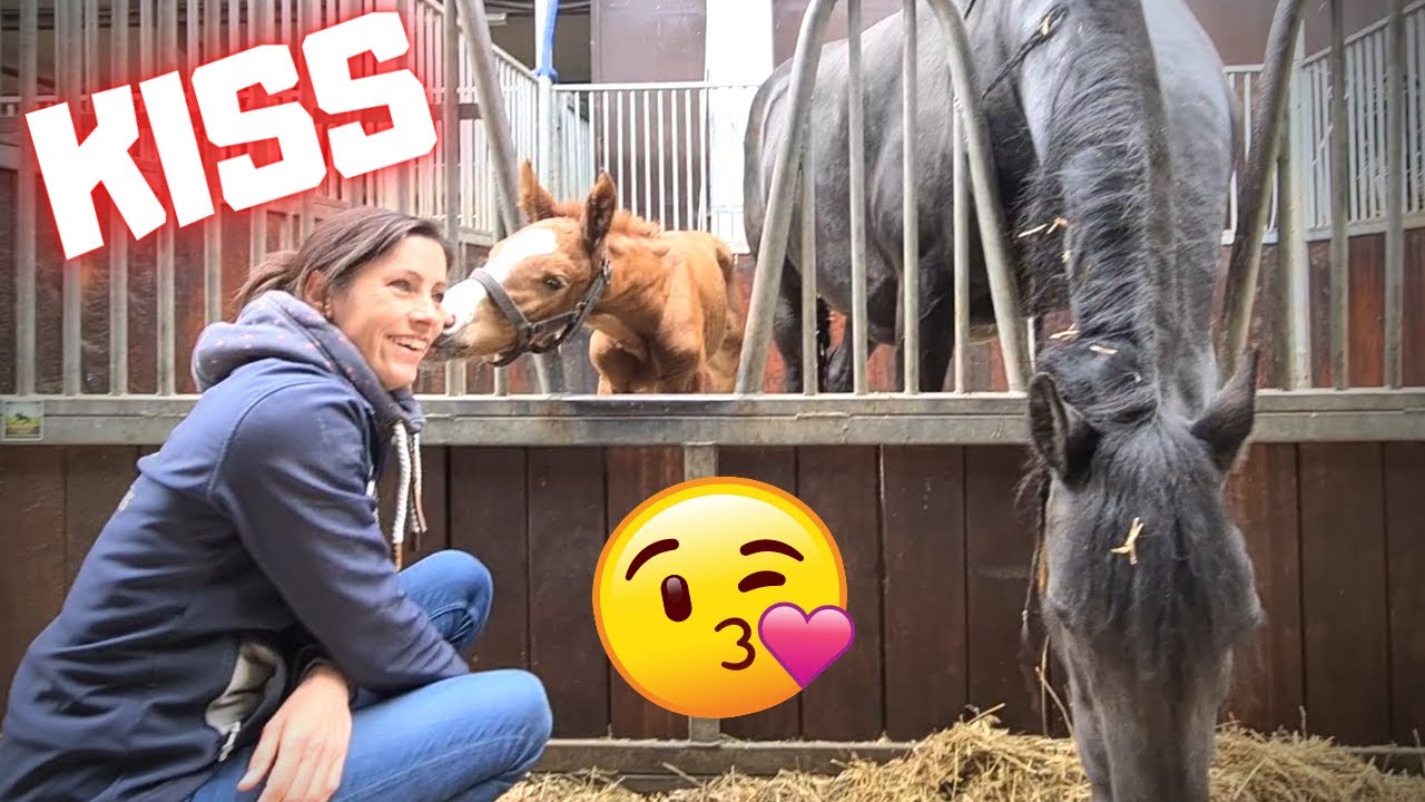 A kiss from Rising Star! Queen👑Uniek doesn't like it | Friesian Horses
