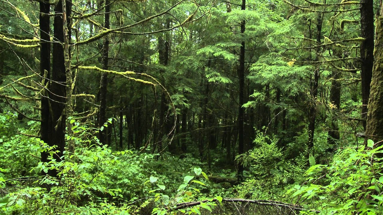 Ketchikan | Cedar Bark Weaving