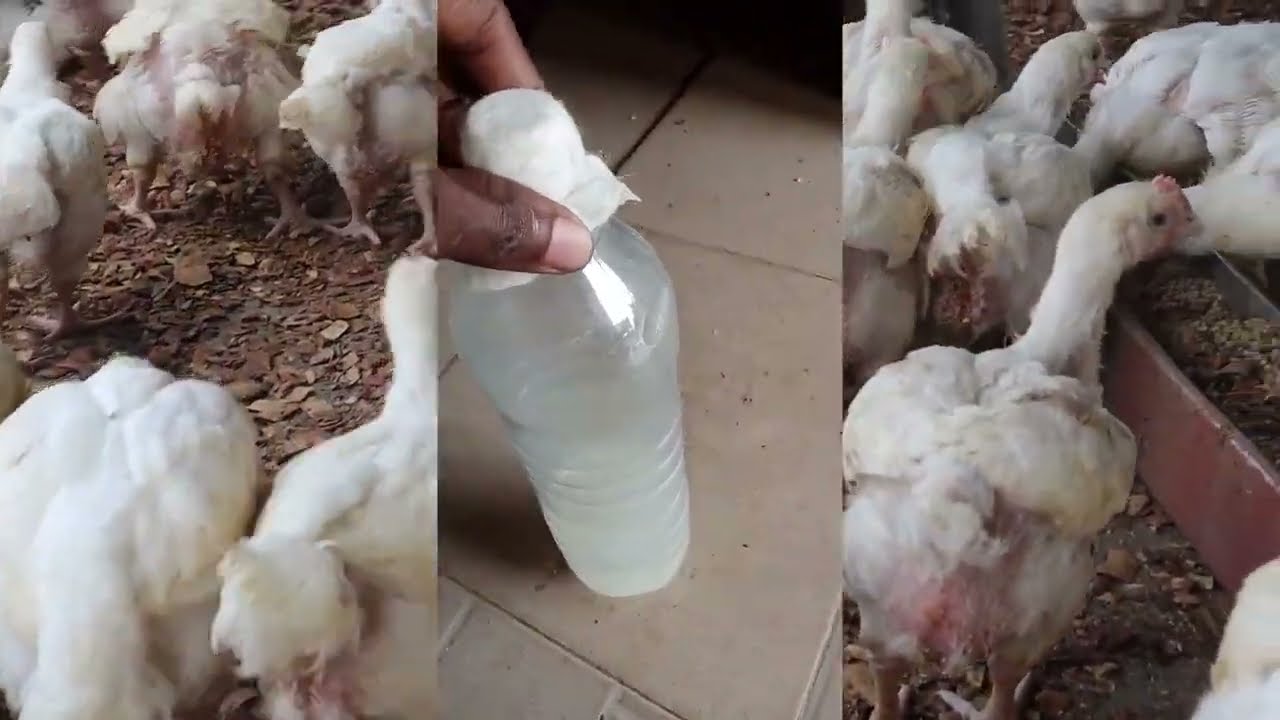 How to use rice water to boost broiler weight & control poultry smell/odor -diy smell/odor repellant