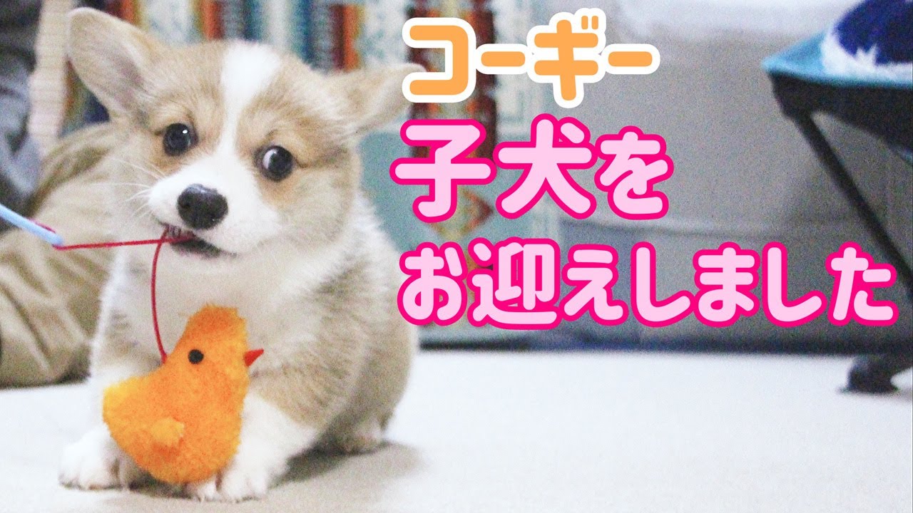 コーギーの赤ちゃん！【コーギーの子犬を迎えた日】家族になってくれてありがとう - We Got a Corgi puppy