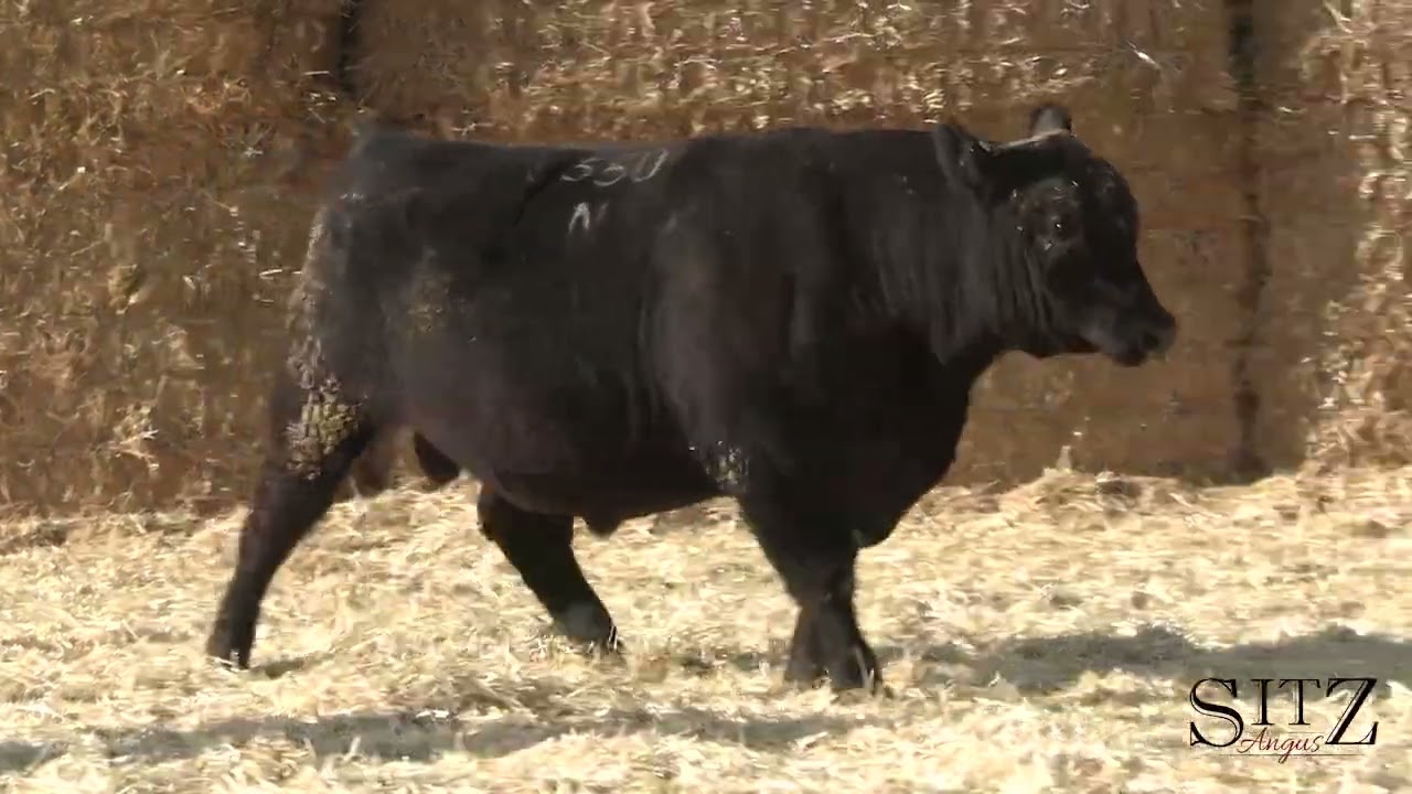 SITZ Angus Lot 161