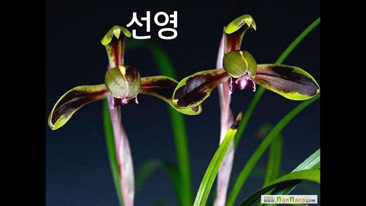 #02월18일 #수요일 #설 #연휴 #명절 #초저가 #유행 #무명 #명명품 #6종 #중투 #선영 #미녀 #화관무 #금산 #복 #추천 #종자 #초보 #난초 #재테크
