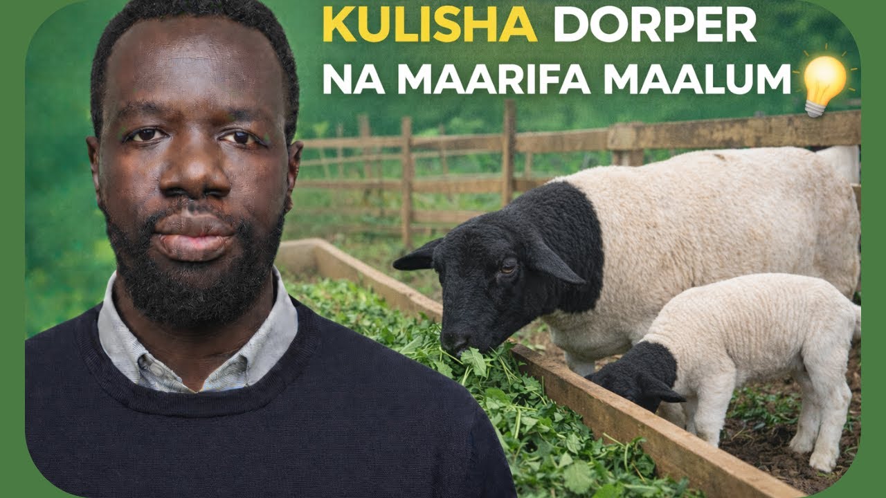 Ufugaji wa Kondoo wa Dorper Kenya | Jinsi ya Kulisha Dorper na Maarifa Muhimu (Sehemu ya 2)