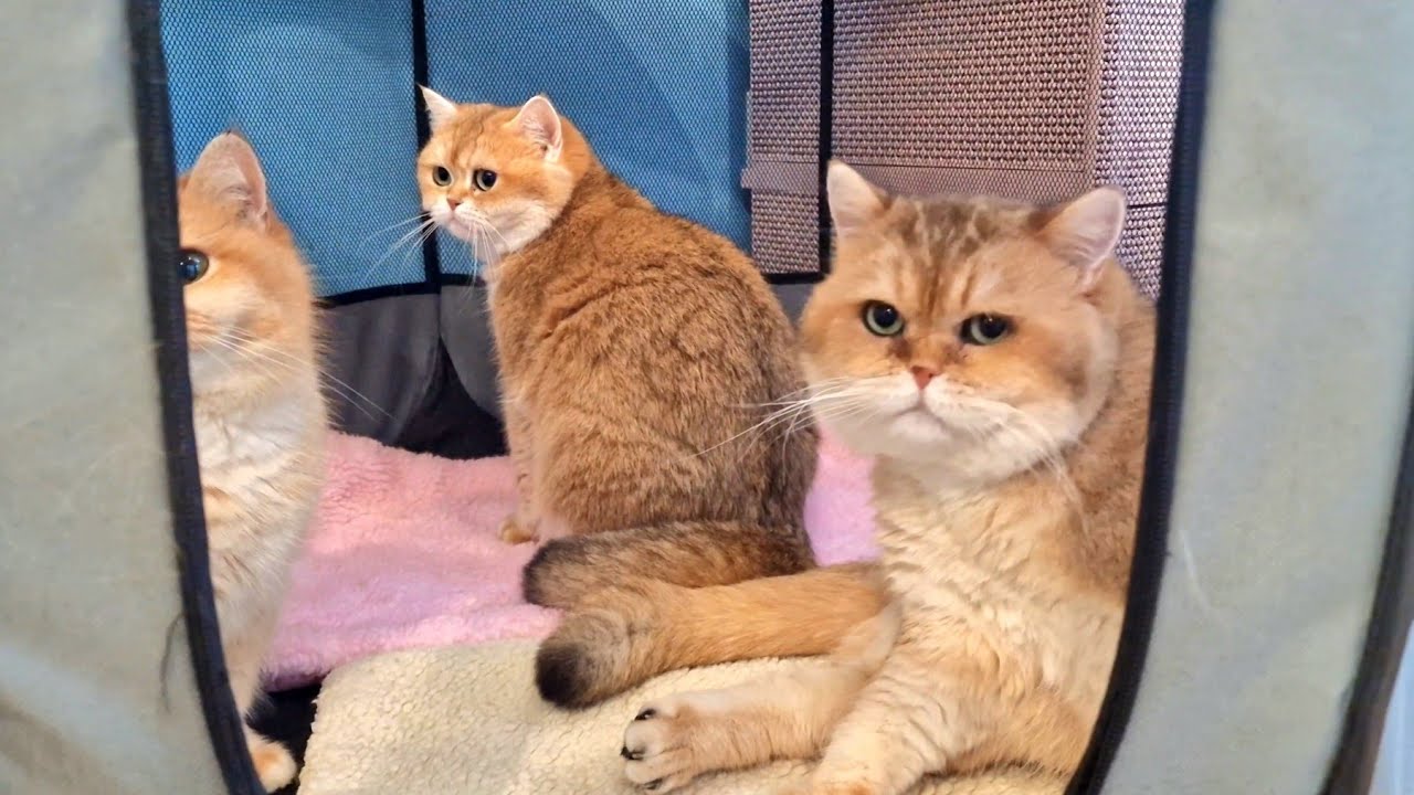 William is expecting new kittens from Bassy and Amani 🥰