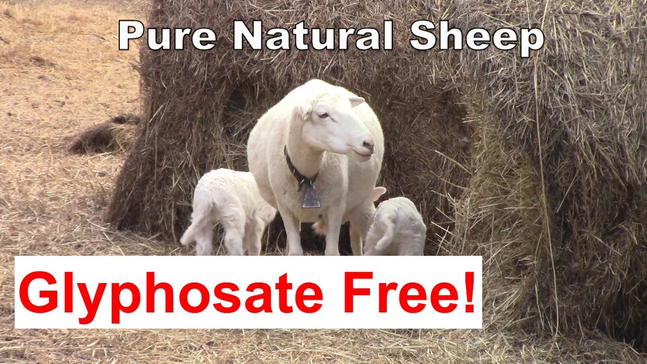 Glyphosates and St Croix Sheep:  How Your Food Can Be Glyphosate Free!