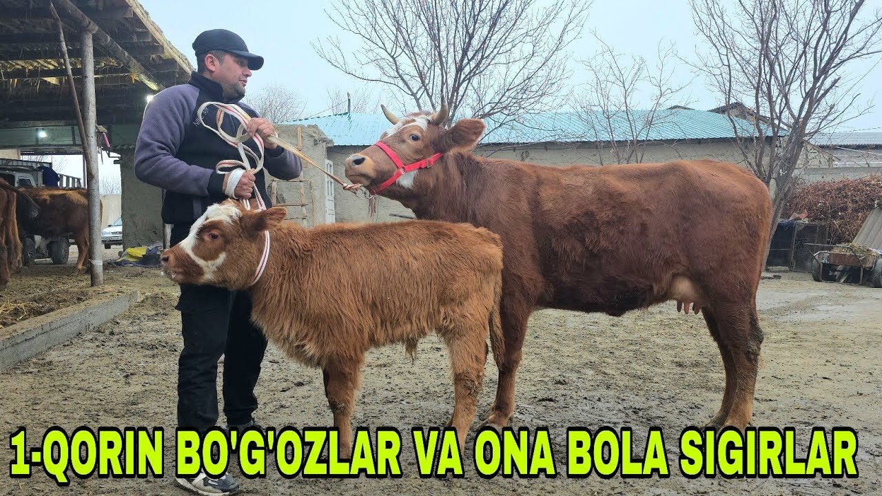 Razzoqjon ukamizdan yangi partiya ona bola sigirlar va bo‘g‘oz sigirlar 21-yanvar, 2026