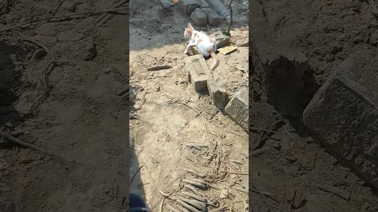 আমার কন্ঠের ছোট্ট একটা গান#long video