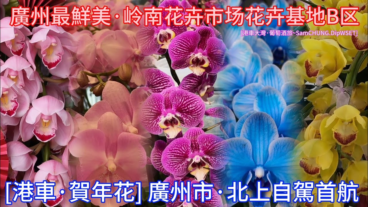 [港車·老廣的味道] 賀年花·岭南花卉市场花卉基地B區 橫斷廣州市·北上自駕廣州首航「#港車大灣S26011」