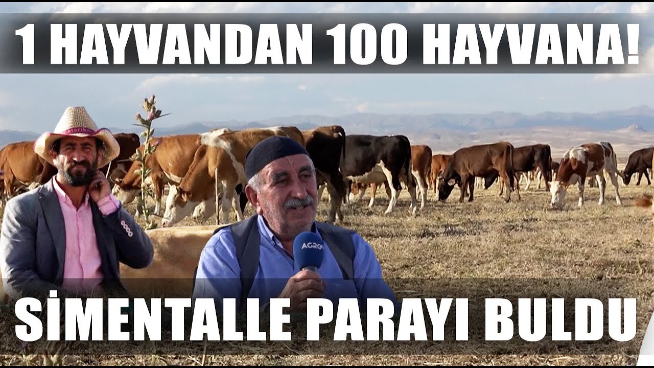 1 İnekle Başladı 100 İneği Oldu! 