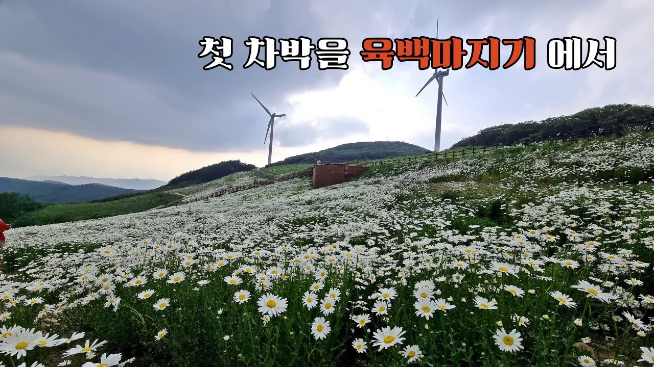 첫차박/ 육백마지기/ 샤스타데이지/ 청옥산/