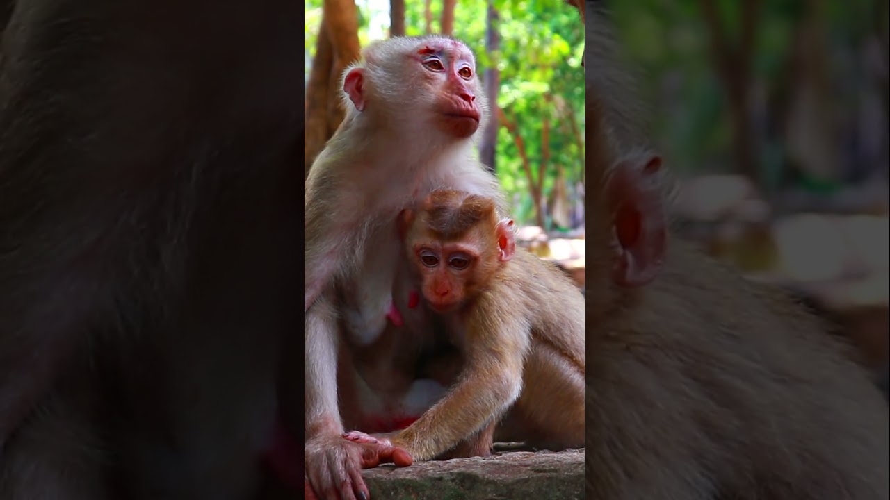 Adorable Wild Monkey Mother Nursing Baby