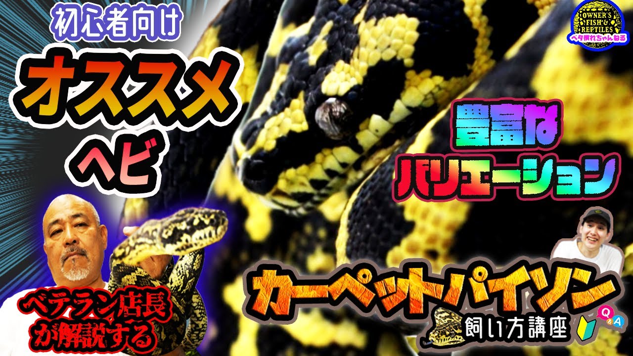 【ヘビ初心者必見】カーペットパイソンの飼い方講座【爬虫類】