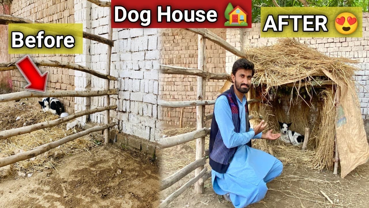 Dog House Bana Dia 🥰Kesa Bana Batao Sab Friends 😍