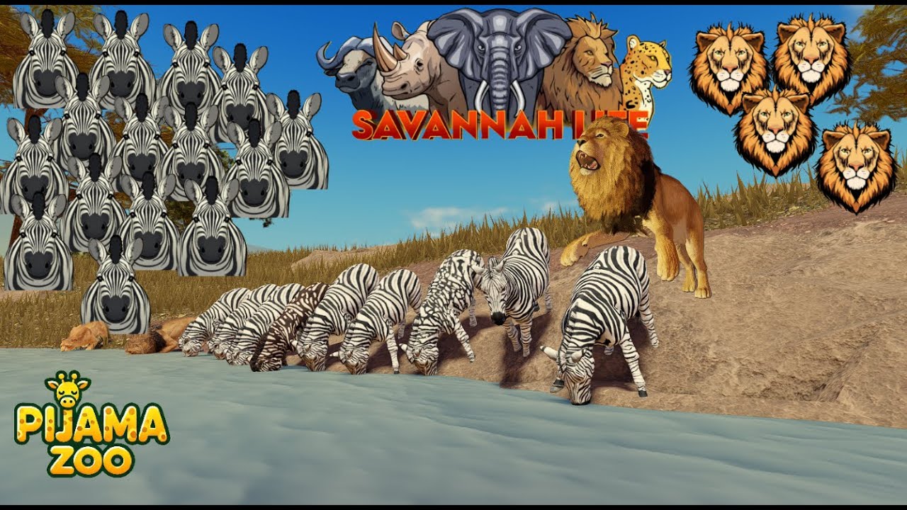 Savannah Life. Manada de zebra 31#.