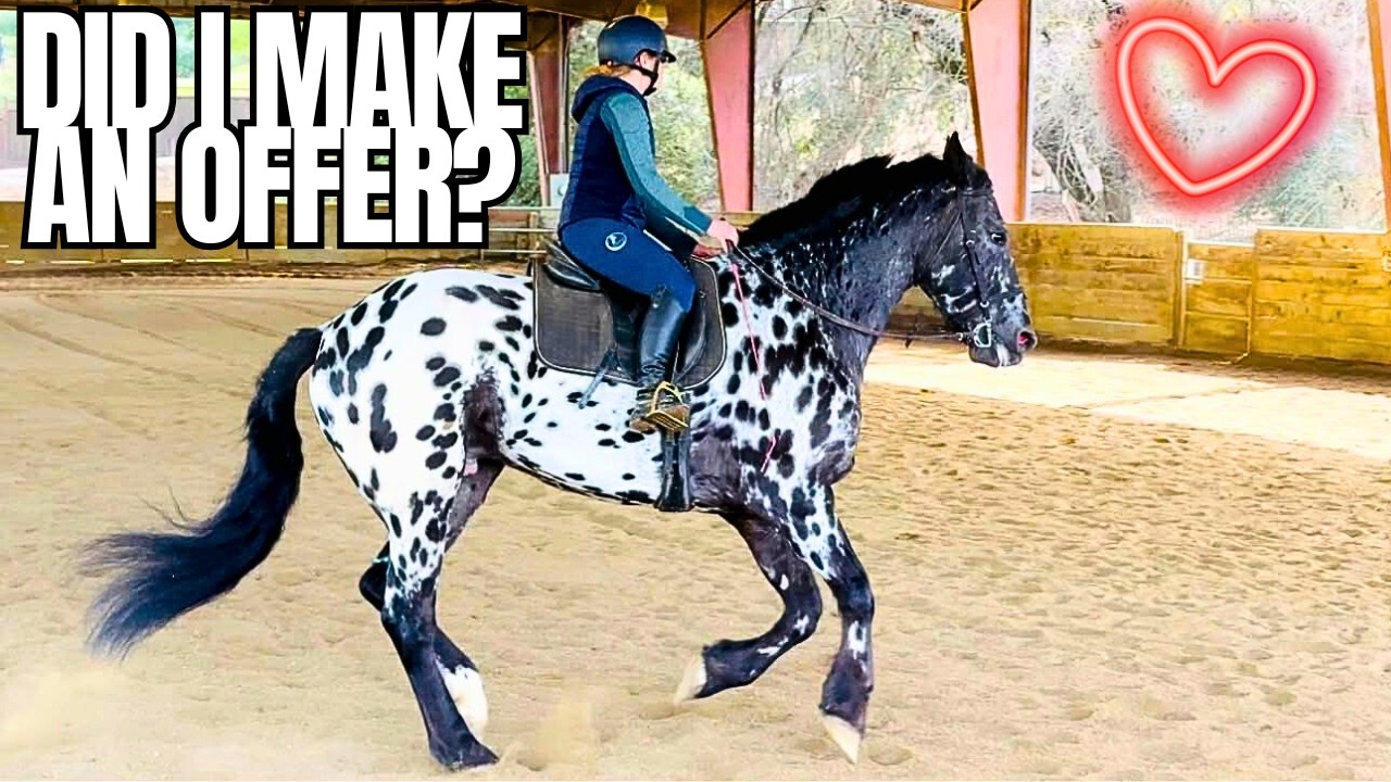 I Dropped Everything to See This Horse... Did I Find My Appy Draft Cross?!