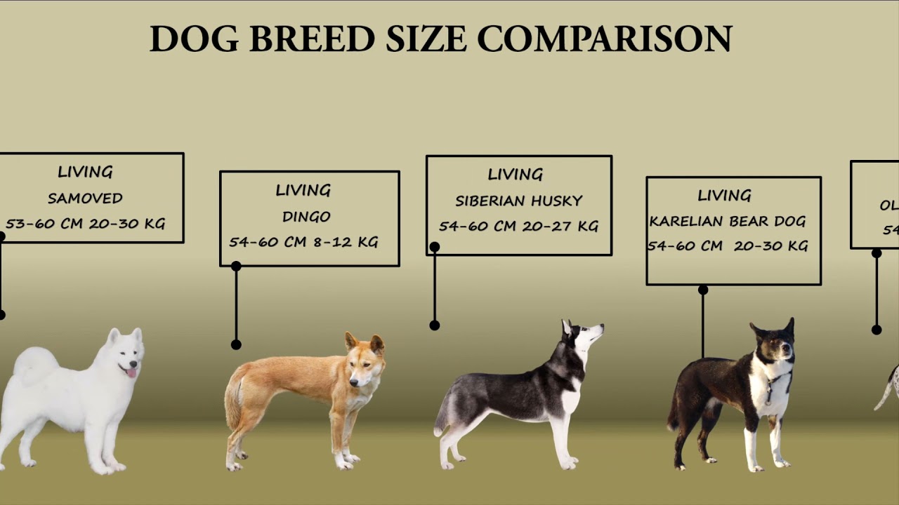 DOG BREED SIZE COMPARISON