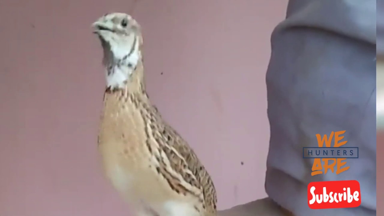 common quail sound mp3  common quail female sound common quail female sound mp3 free download