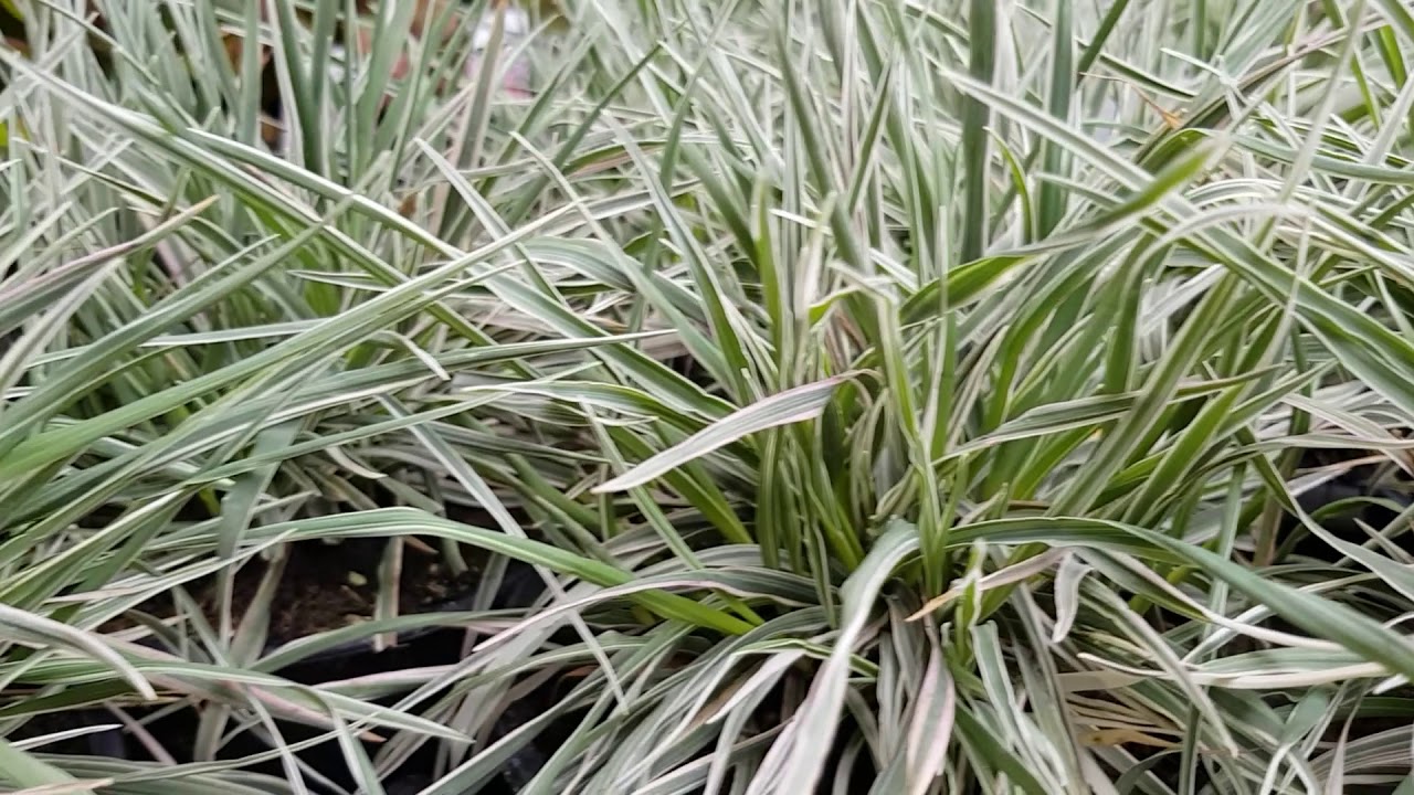 Briza media 'Zitterzebra'