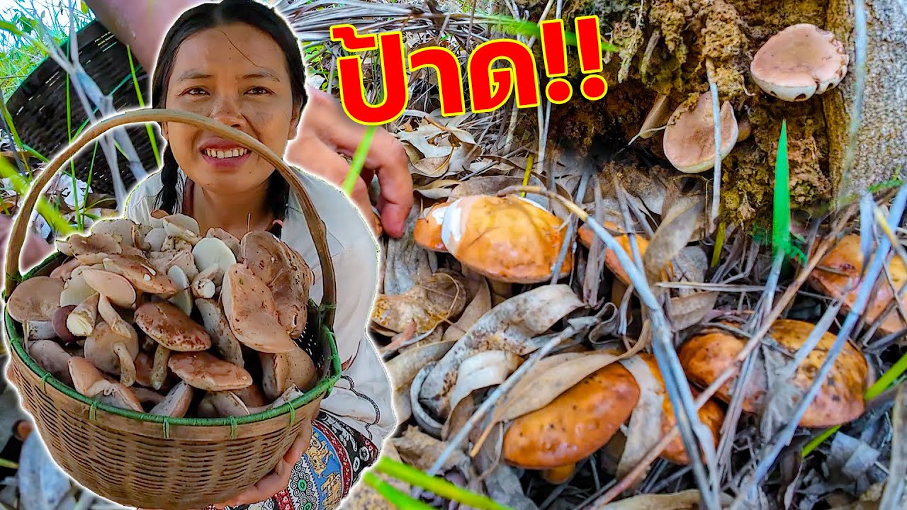 ป้าด!! เกิดกันแบบนี้เลยหรือ เดินเลาะหาเก็บได้ง่ายๆ