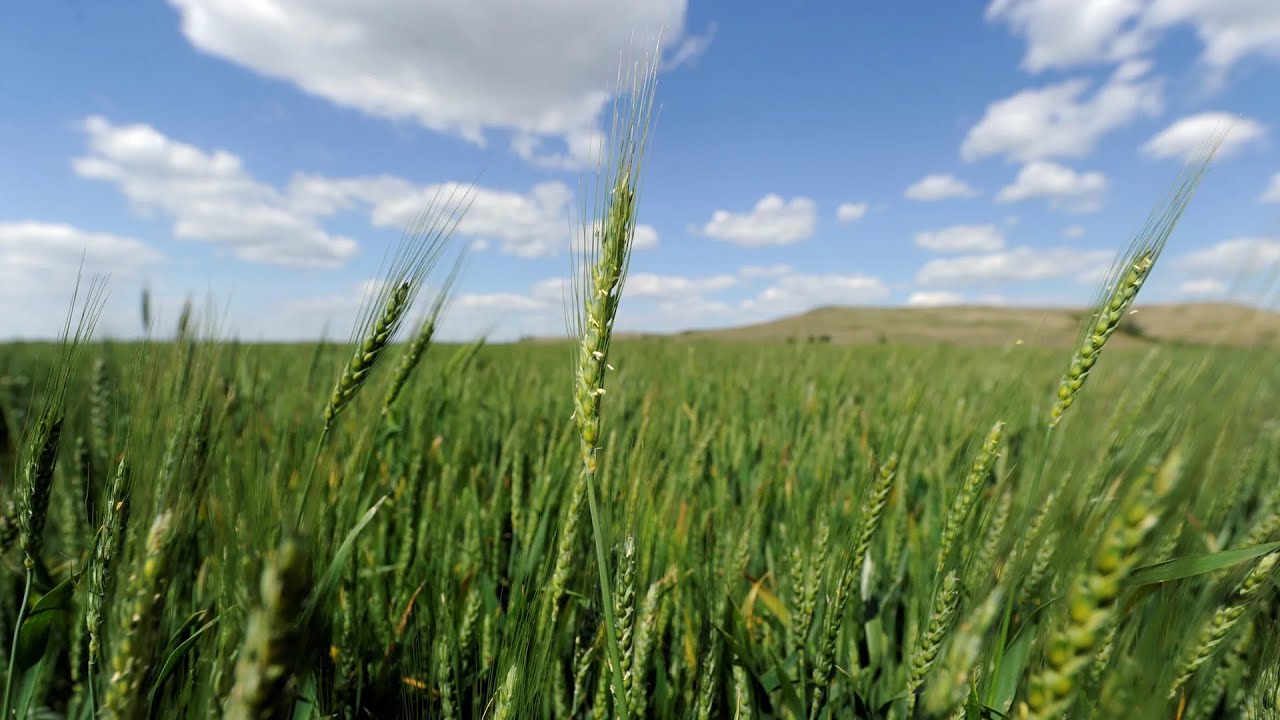 LIVE: House CCP Committee Hearing on ‘Growing Stakes’ in Bioeconomy, National Security