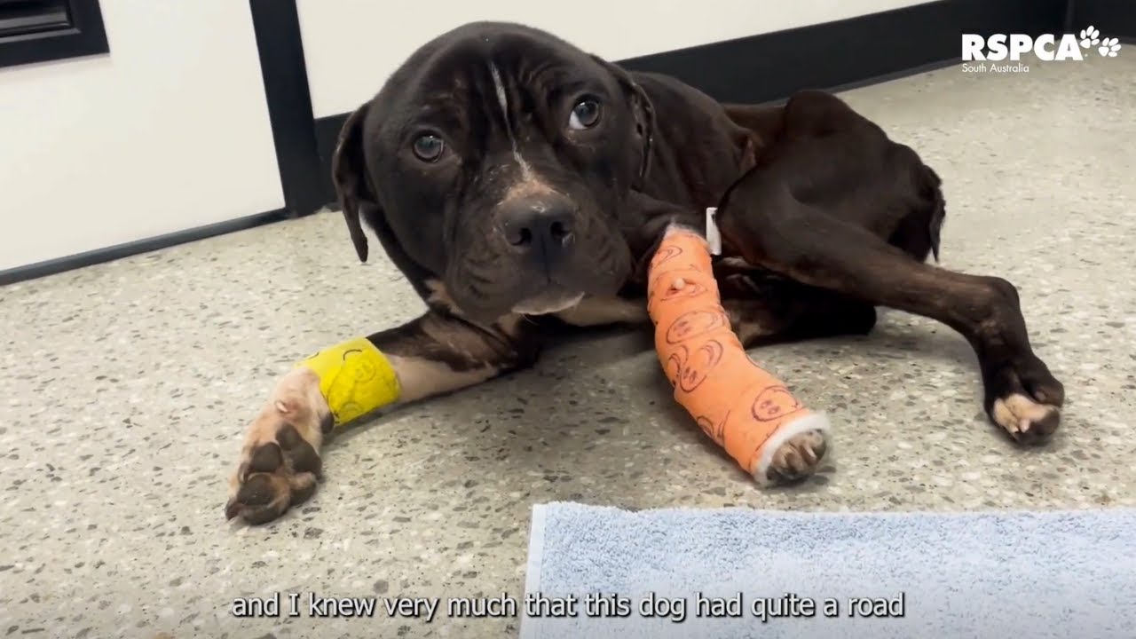 Dogs like Woodstock have no time to lose...
