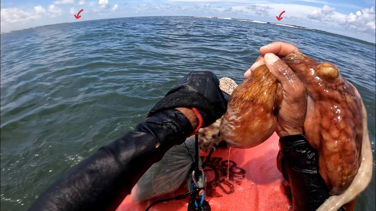Pesca sub, capturando polvo 🐙