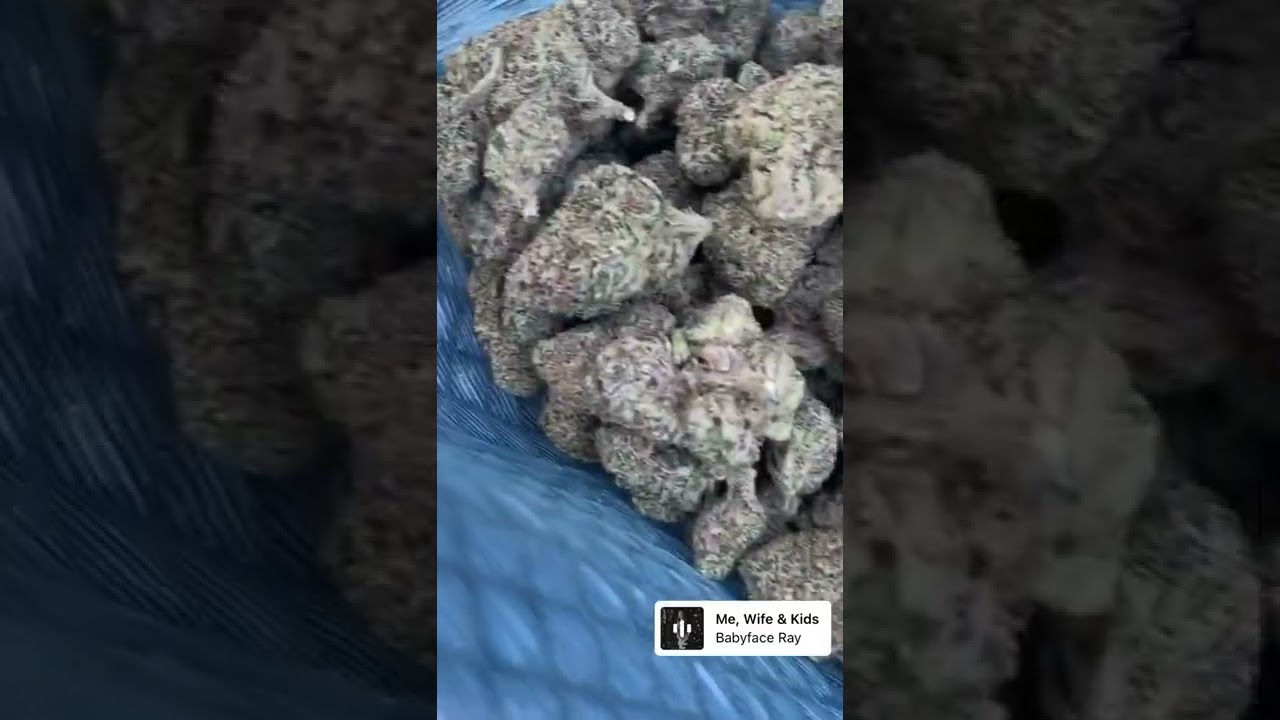 Gushers strain 🔥🔥