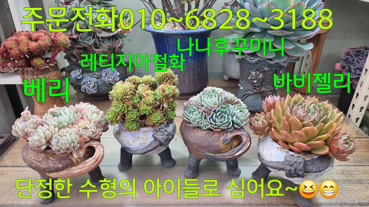 (26.3.5.목)💞판매완료💞쌀쌀한 날씨 감기 조심요~😆😁