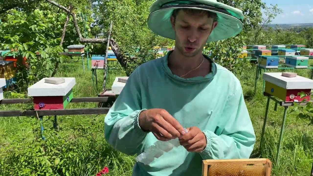 Секрети роботи з нуклеусами I  Процес відбору маток з нуклеусів