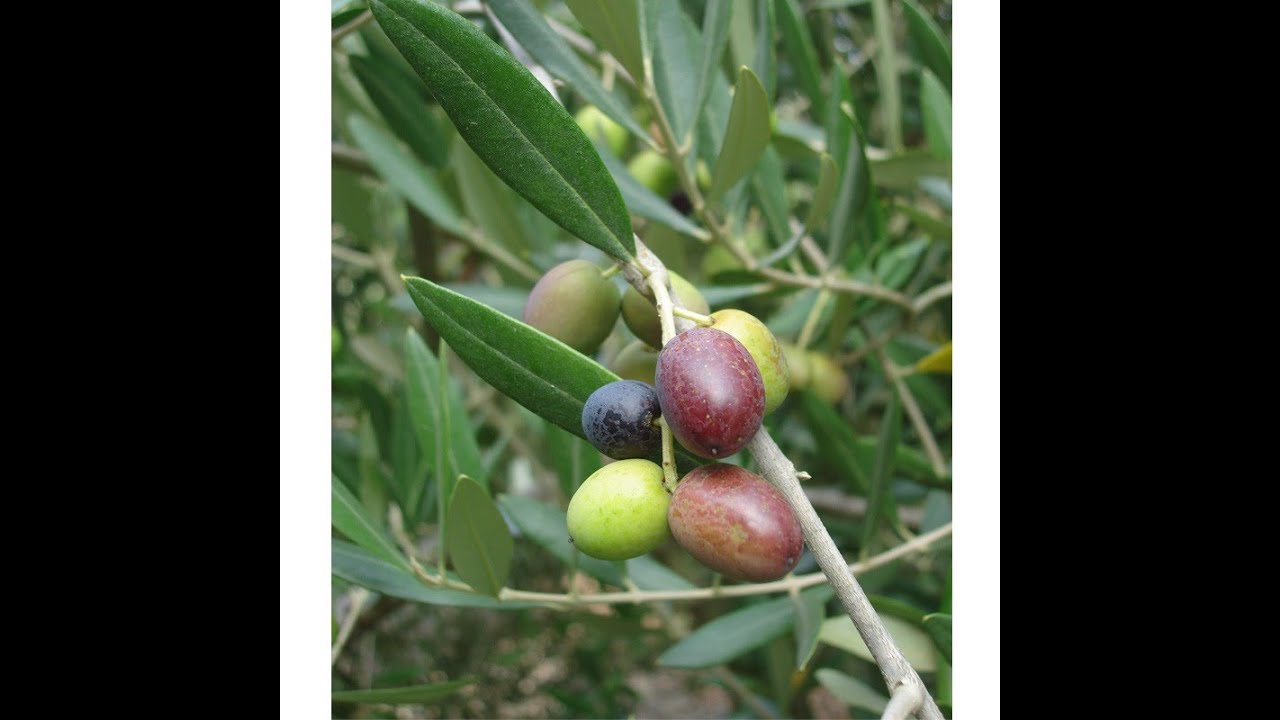 How to  grow Olive Trees From Pits (Part 1)