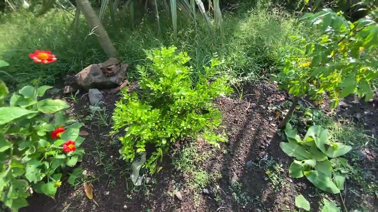 tham quan vườn nhà 