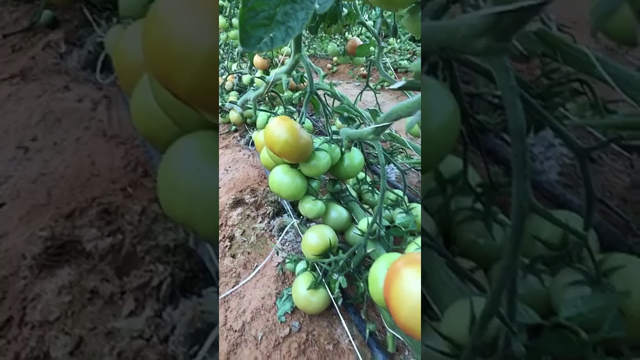 الفرق بين بيت فيه دفايه واخر لا يوجد به دفايه .. ثمار تيماء الزراعية