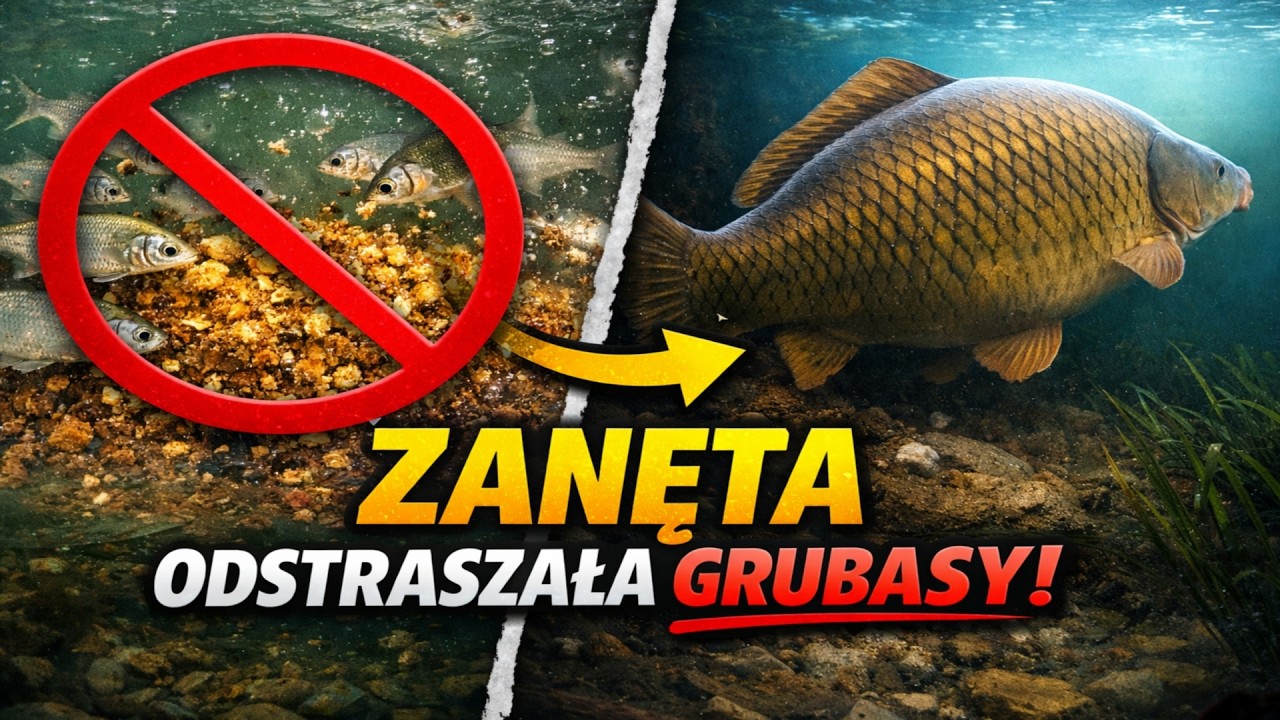 Dość karmienia drobnicy! Zobacz, dlaczego twoja zanęta płoszy największe okazy.